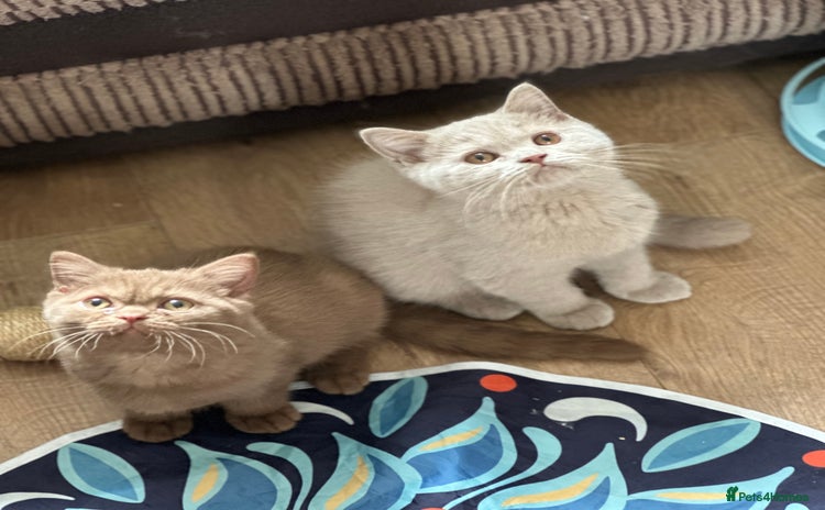 British Shorthair cats - Advert 4
