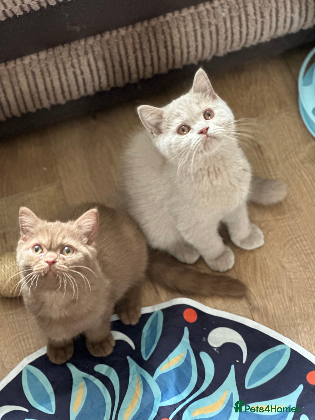 British Shorthair cats for sale: Exc   champion line - Image 2