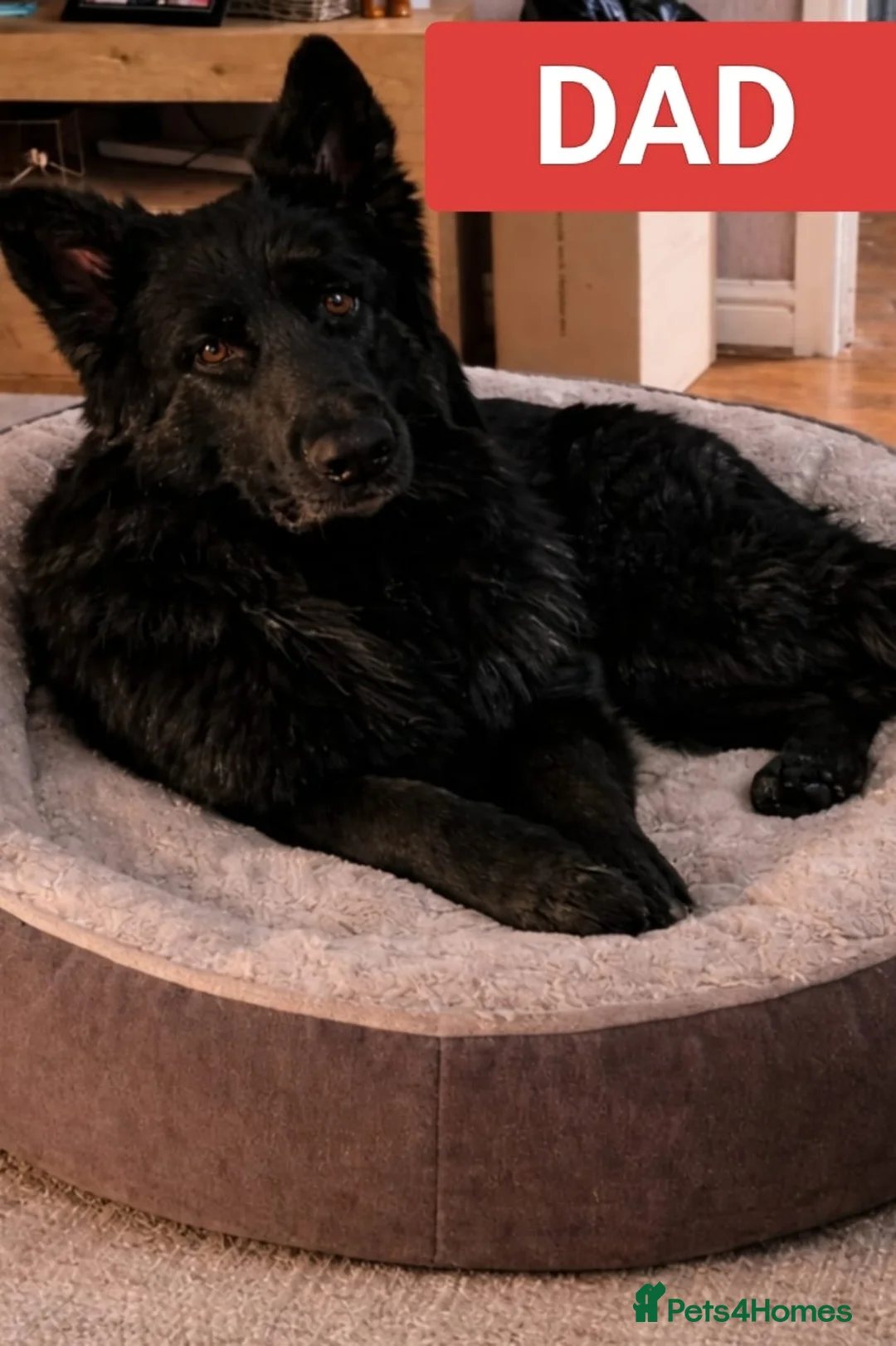 German Shepherd dogs for sale: German shepherd pups  - Advert 2