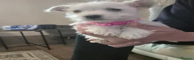 West Highland Terrier 6