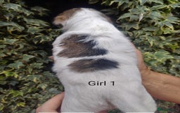 Mixed Breed dogs for sale: Gorgeous jack-chons - Image 3