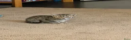 Mixed Breed cats for sale: 2 female kittens  - Advert 7