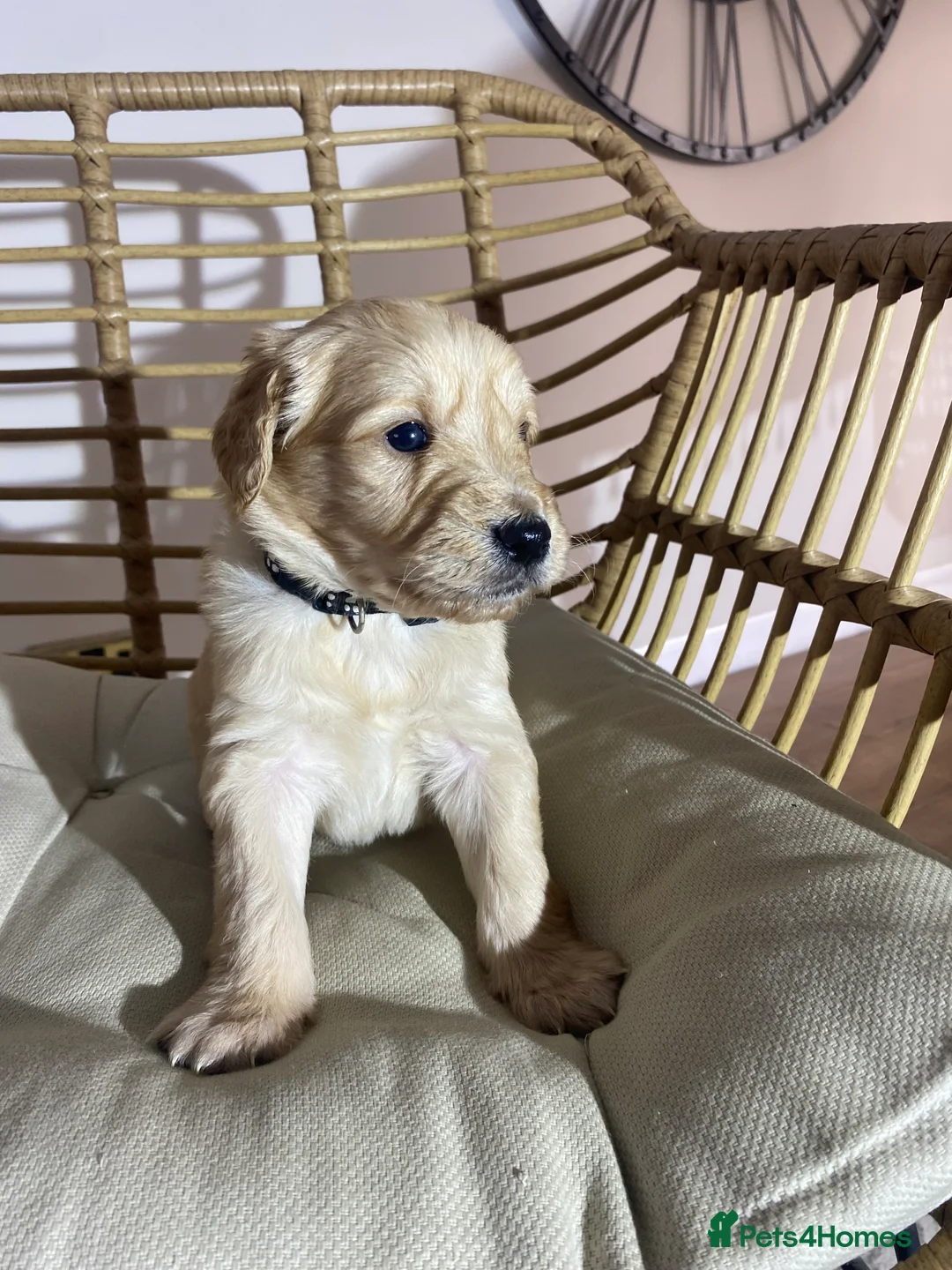 Goldendoodle dogs for sale: F1 Goldendoodles 🖤💛 - Advert 4
