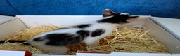 Mixed Breed cats for sale: Adorable & Extremely Affectionate Male Kittens - Advert 10