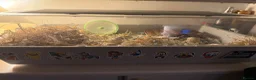 Hamster rodents for sale: Trained Russian dwarf hamster & enclosure. F. 2mo in Princes Risborough - Advert 6