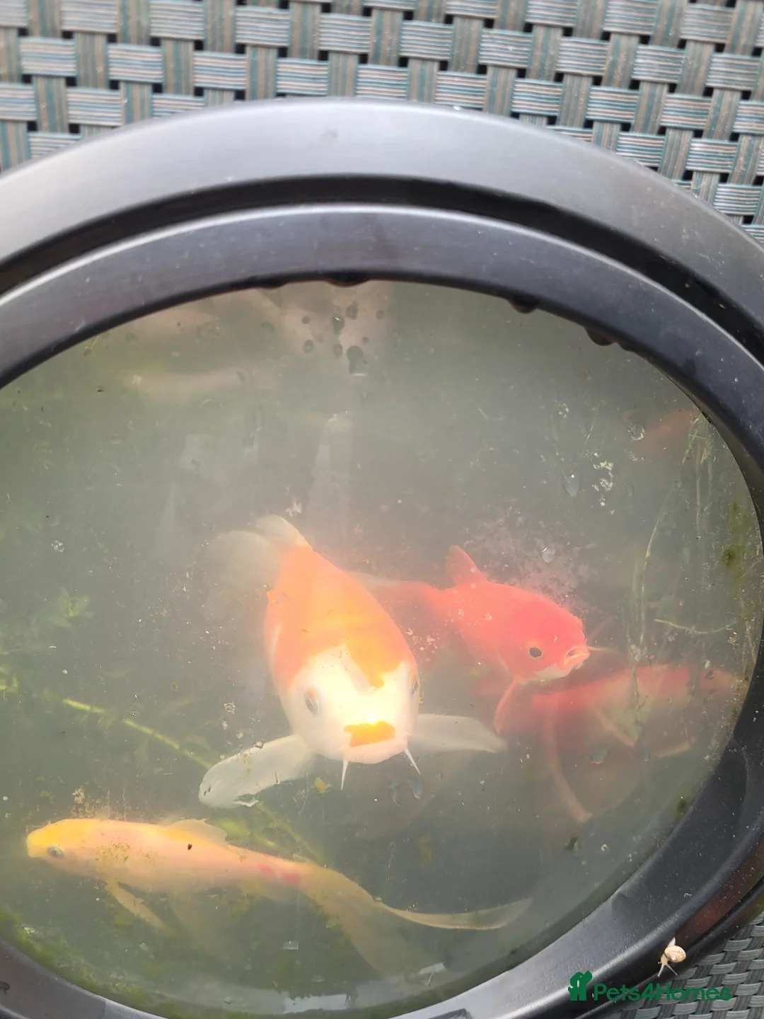 Koi Carp fish for sale: Koi carp - Advert 6