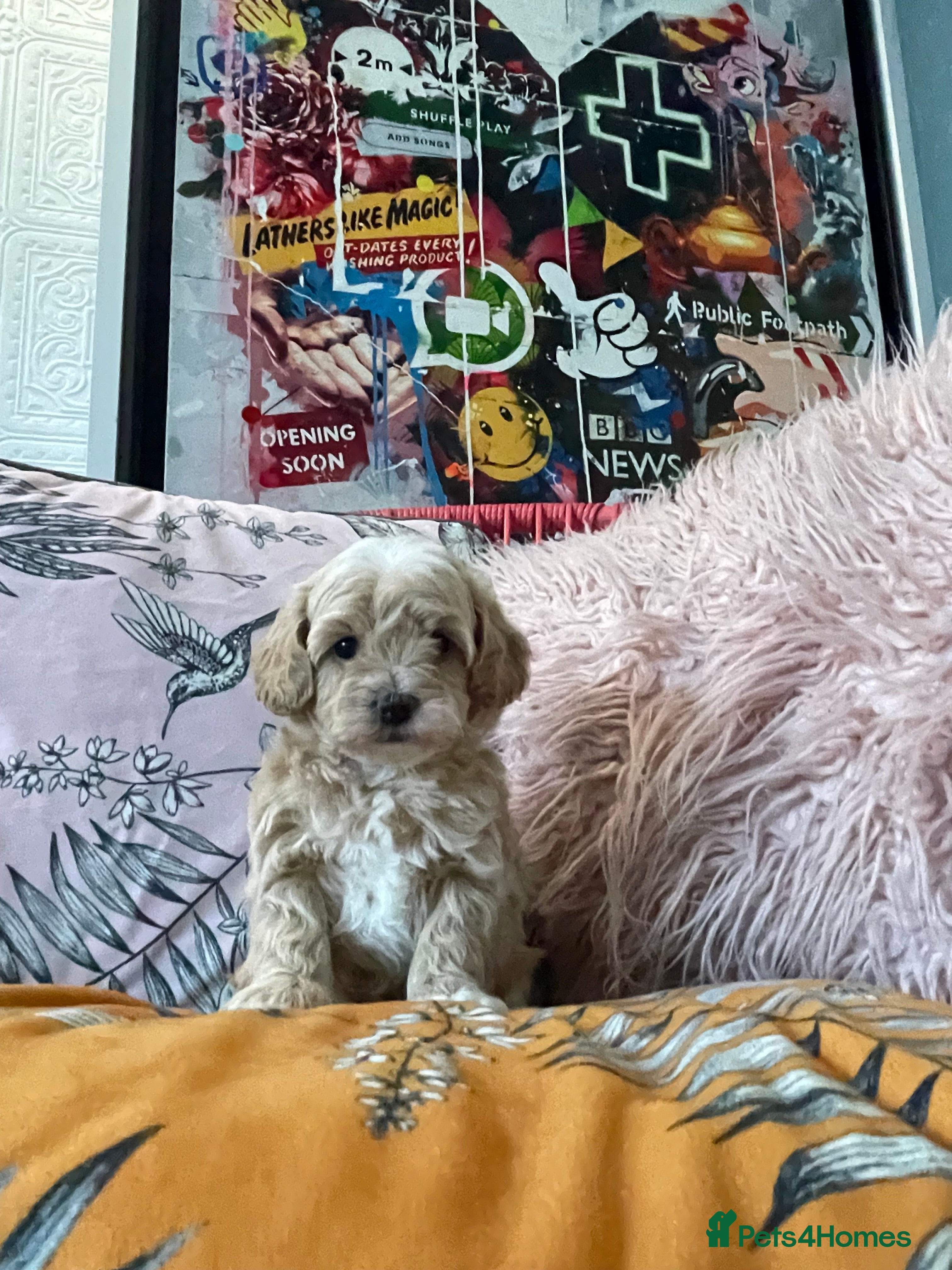 Maltipoo dogs Toy Maltipoos  - Advert 1