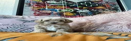 Maltipoo dogs for sale: Toy Maltipoos  - Advert 3