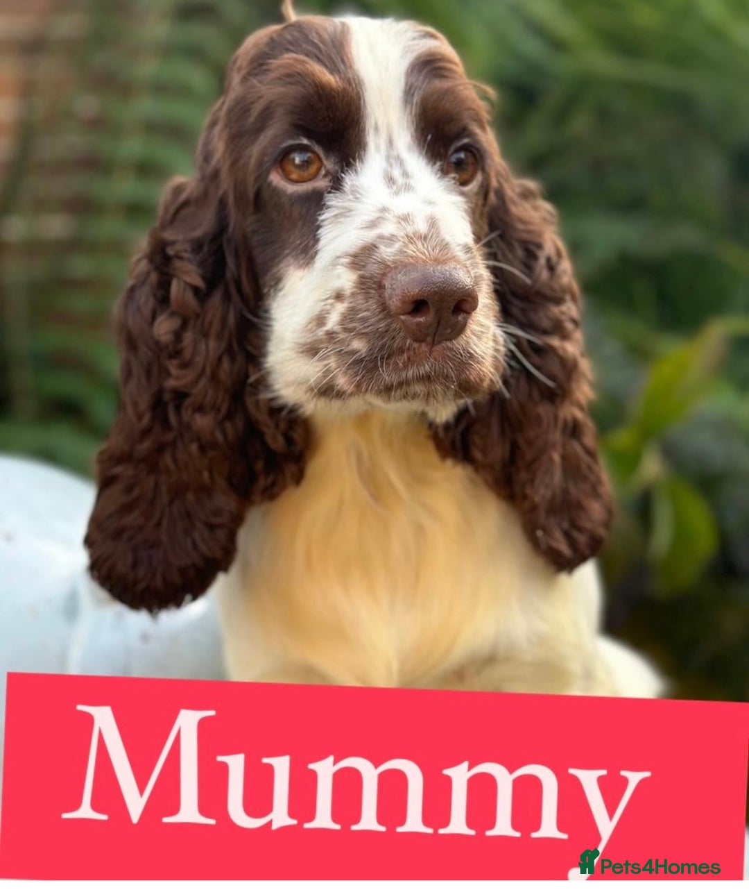 Cockapoo dogs for sale: Unusually fabulous cockapoos   - Image 7