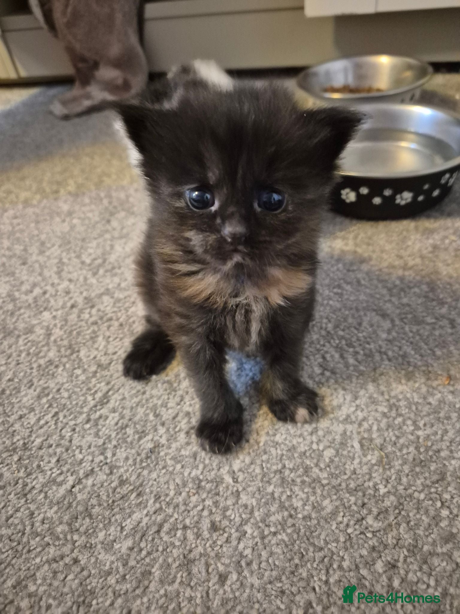 Mixed Breed cats Beautiful Kittens - Advert 9