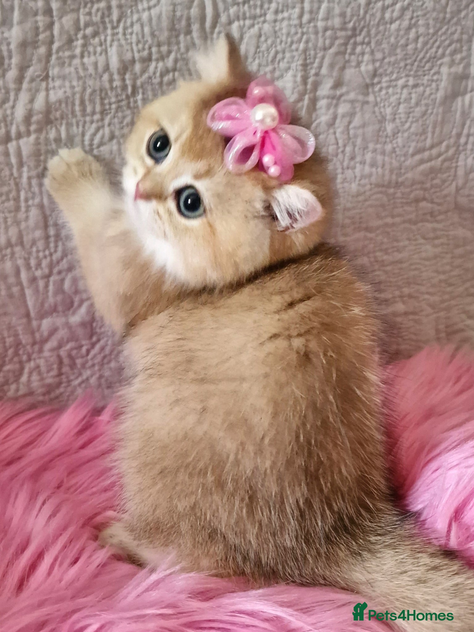 British Shorthair cats 🧡 GOLDEN BSH KITTENS TICA 🧡  - Advert 2