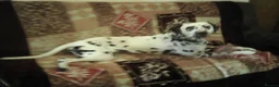 Dalmatian dogs for sale: Dalmatian for Sale - Advert 2