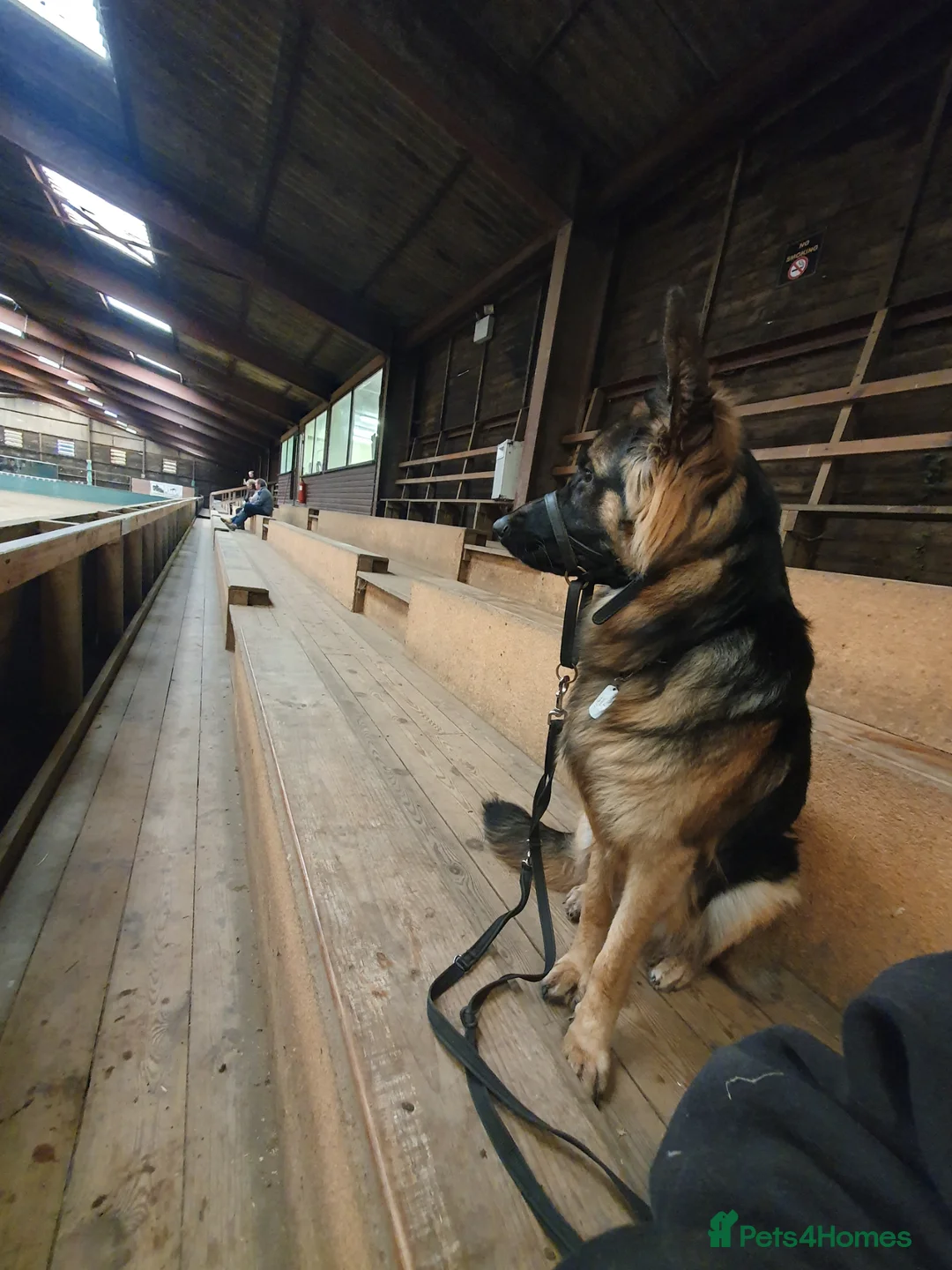 German Shepherd dogs for stud: Simba at stud in Castleford - Advert 11