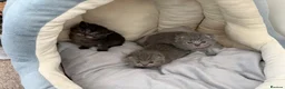 Scottish Fold cats for sale: British Shorthair and Scottish Fold kittens - Advert 4