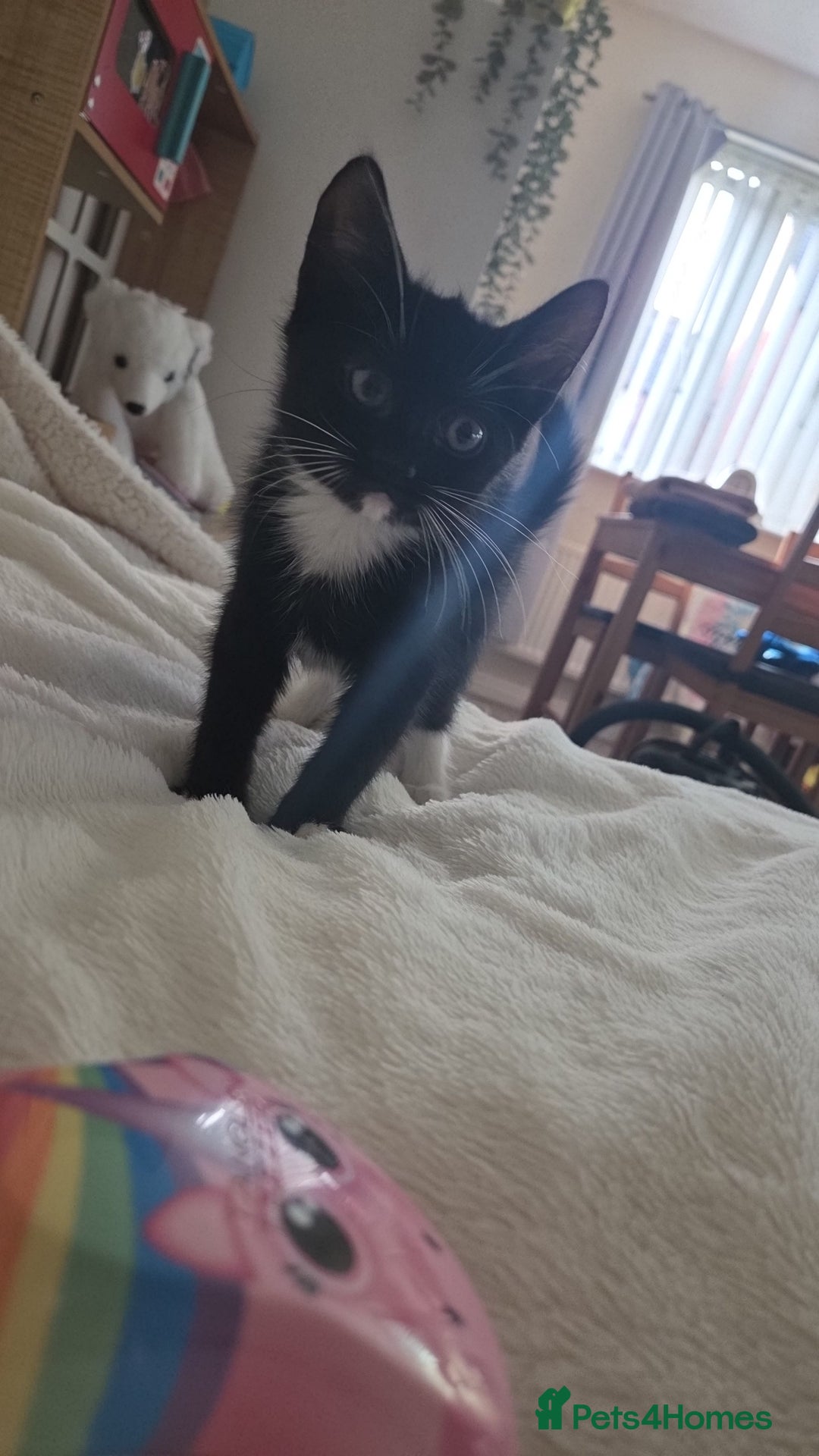Mixed Breed cats for sale: 3 x 12 week kittens for sale - Image 3