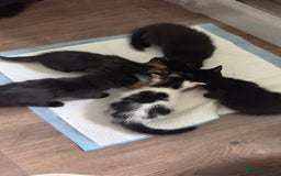 Mixed Breed cats for sale: Beautiful kittens!!!!! READY from 7/08/25 - Image 30