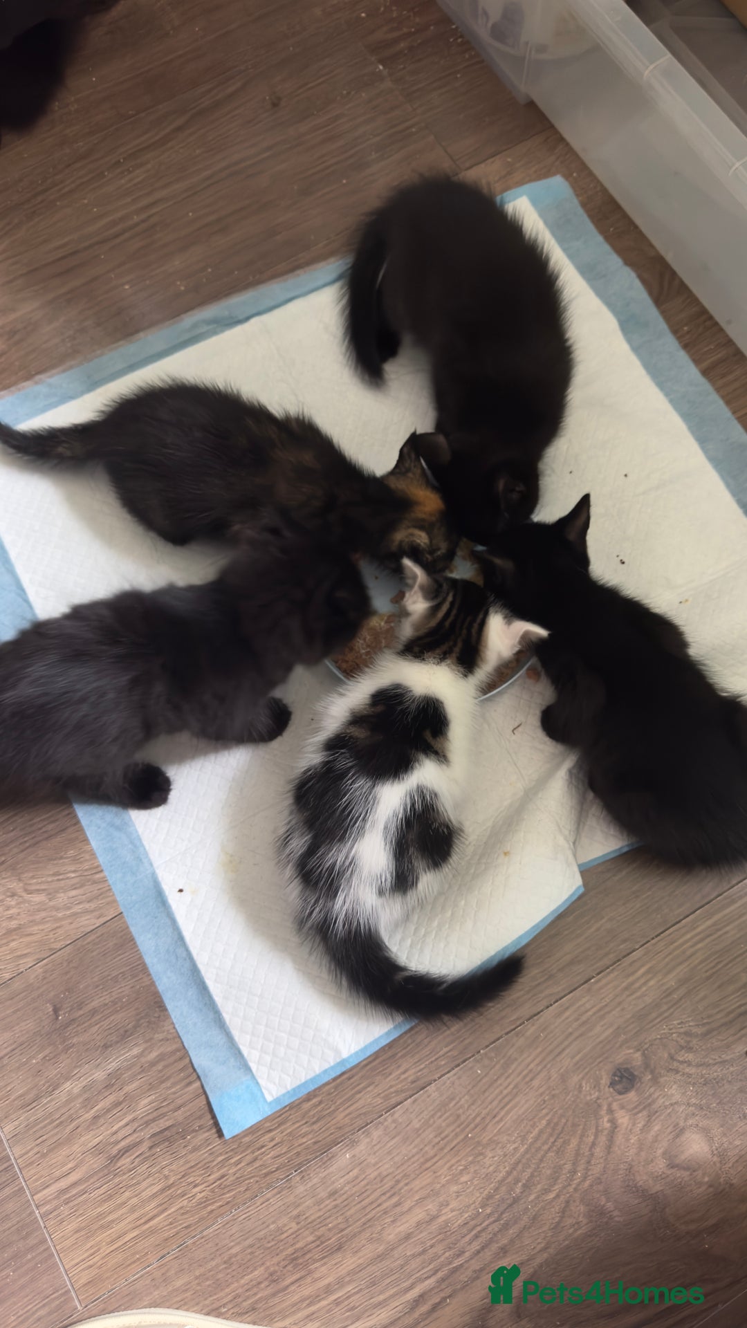 Mixed Breed cats for sale: Beautiful kittens!!!!! READY from 7/08/25 - Image 30