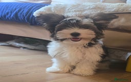 Yorkshire Terrier dogs for sale: Cute boy 🐾 ready 🐾  in London - Image 5