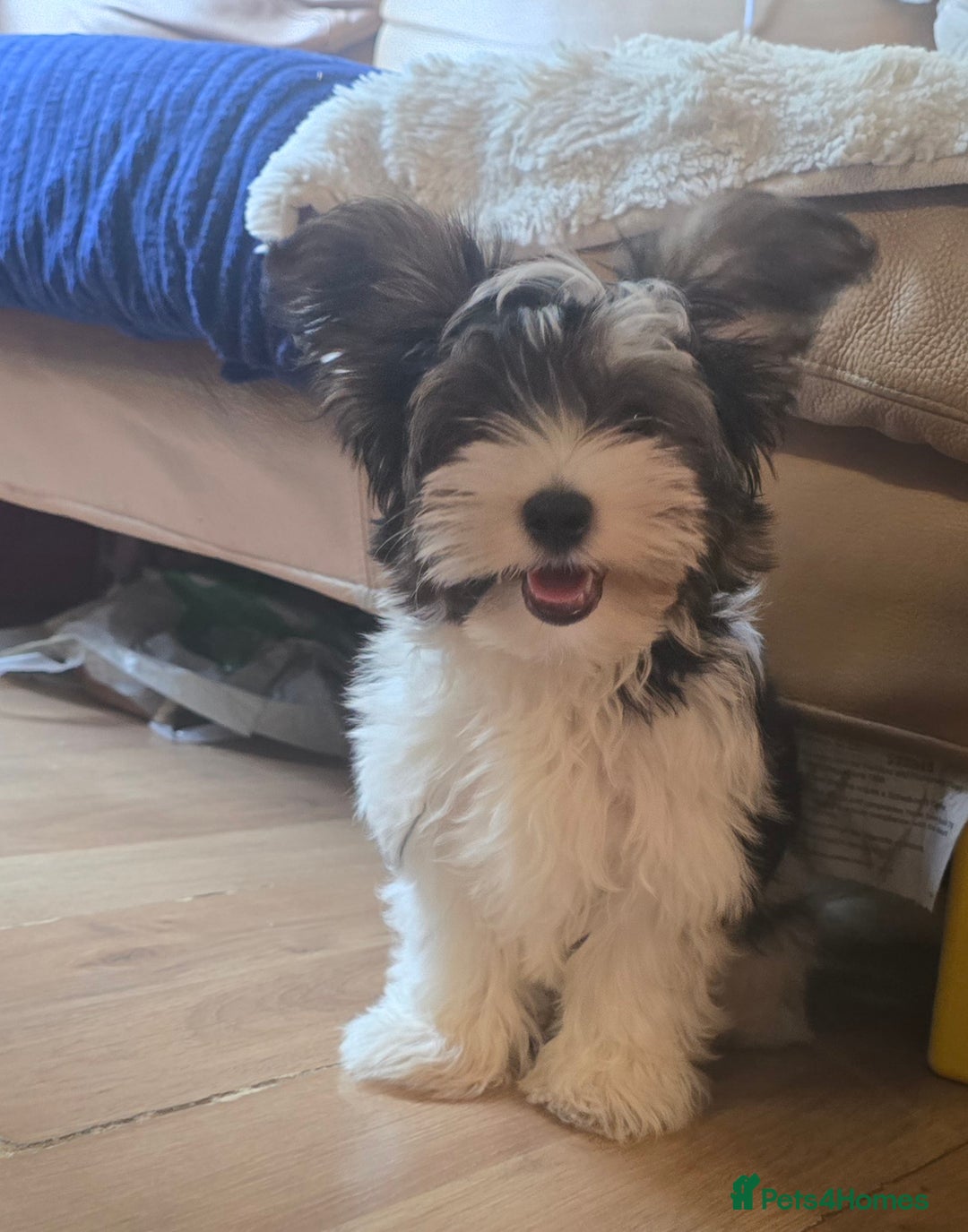 Yorkshire Terrier dogs for sale: Cute boy 🐾 ready 🐾  in London - Image 5