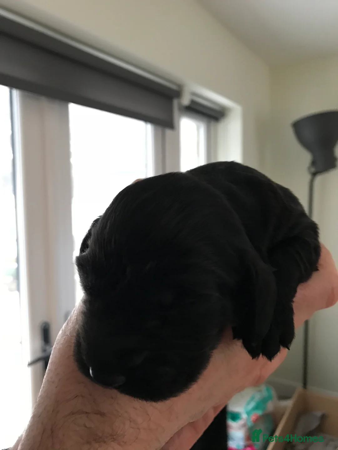 Cocker Spaniel dogs for stud: Cocker Spaniel for stud - NO FEE - Advert 15