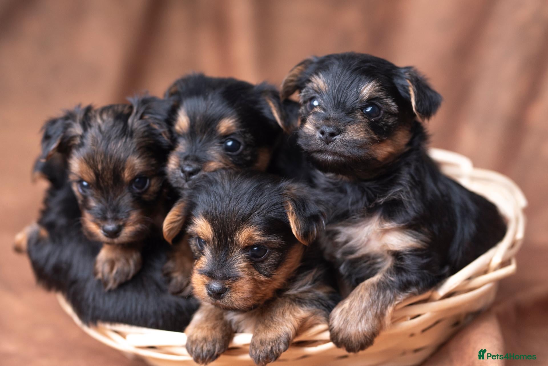 Yorkshire Terrier dogs The most adorable Yorkshire puppies  - Advert 1