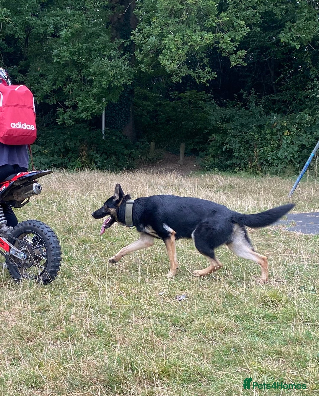 German Shepherd dogs for stud: Working line German Shepherd - Advert 2