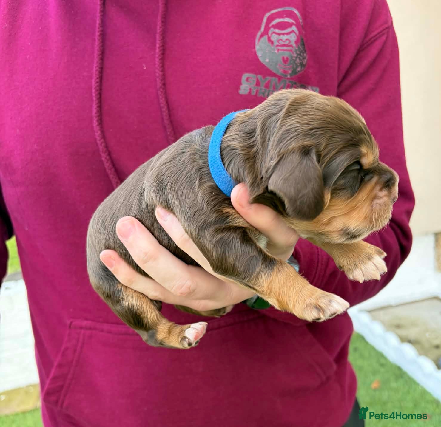 Cocker Spaniel dogs Champion bloodline cocker spaniels  - Advert 1