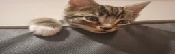 Mixed Breed cats for sale: 2 beautiful kittens left - Advert 11