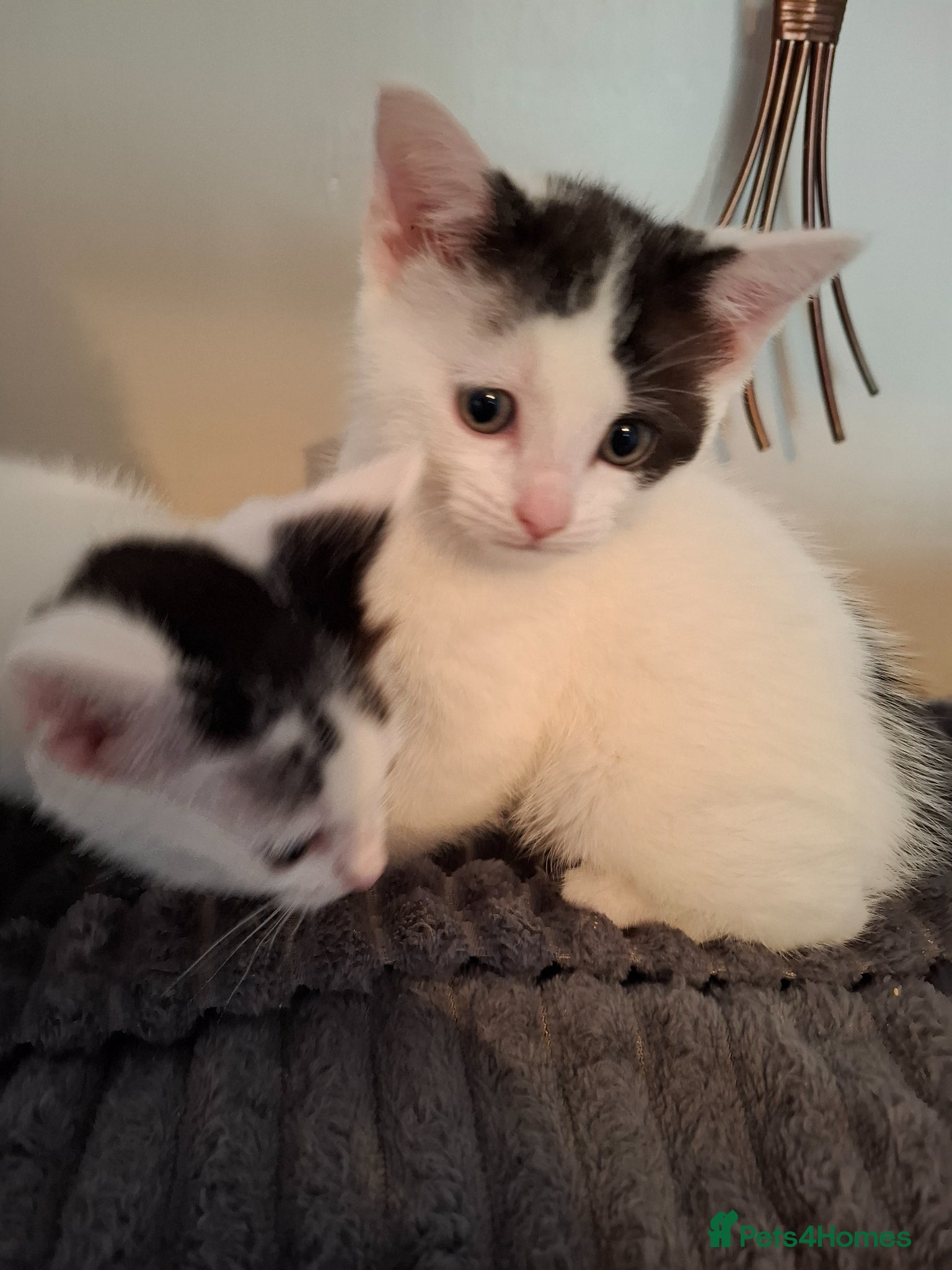 Mixed Breed cats 4 kittens for sale  - Advert 7