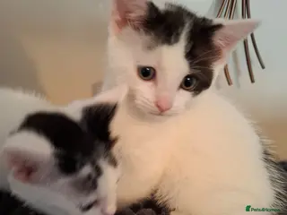 Mixed Breed cats 4 kittens for sale - Advert 2