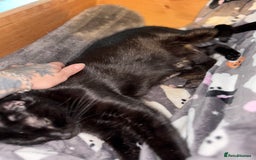 Maine Coon cats for sale: Part Maine Coon READY 8th December  - Advert 2