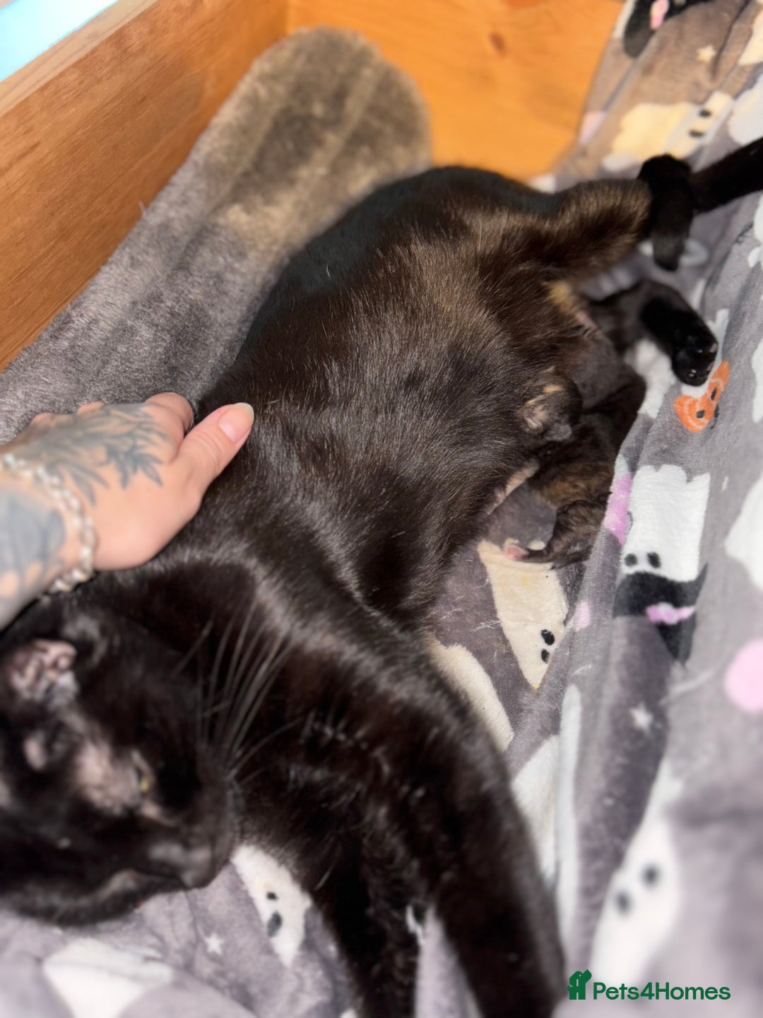 Maine Coon cats for sale: Part Maine Coon READY 8th December  - Advert 2