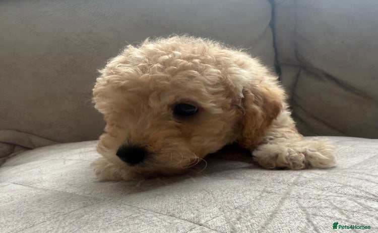 Toy Poodle dogs - Advert 1