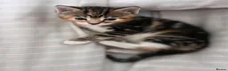 Mixed Breed cats for sale: 4 Beautiful Female Kittens Ready in August - Advert 36