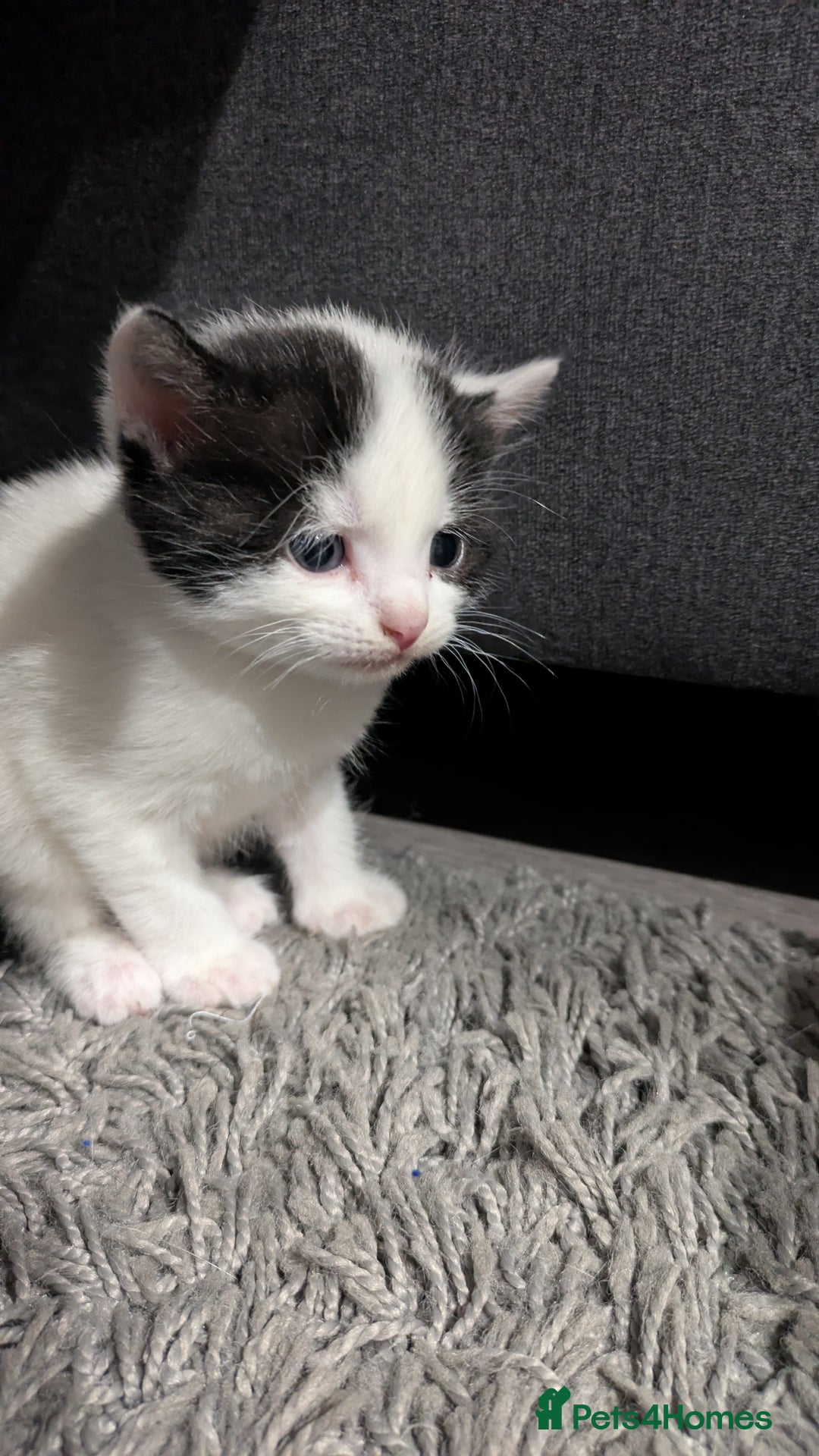 Domestic Shorthair cats for sale: Kittens - Advert 3