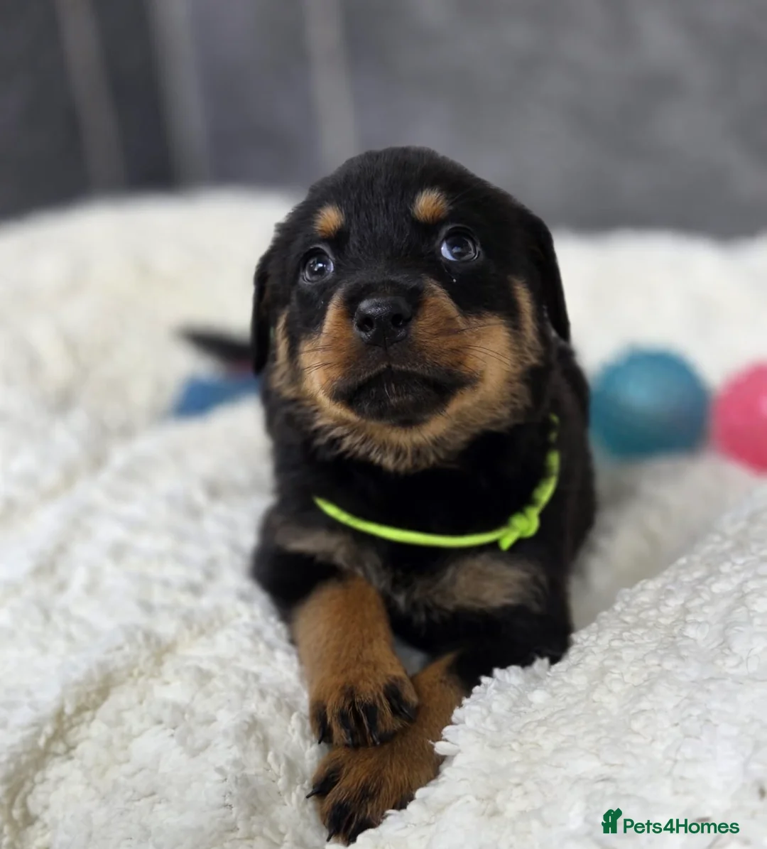 Rottweiler dogs for sale: Stunning Rottweiler pups - Advert 36