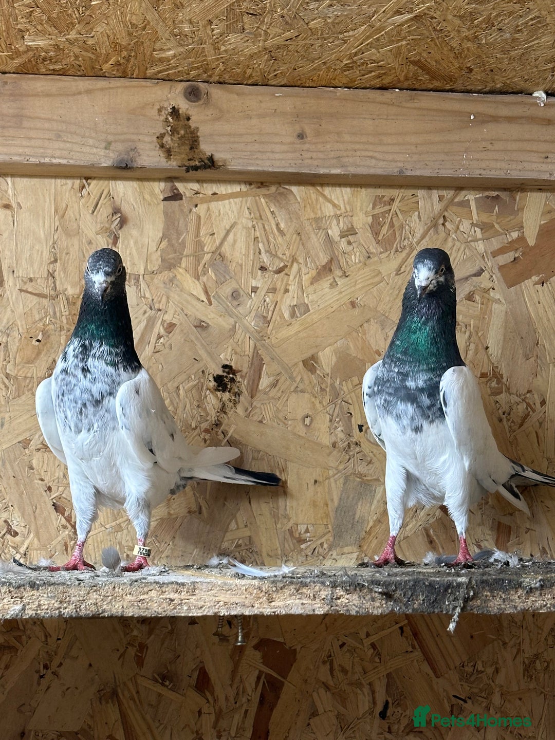 Pigeons birds for sale: Pakistani pigeon teddy highflyer - Advert 2