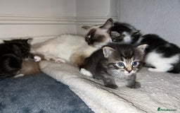 Ragdoll cats for sale: Ragdoll x Domestic Shorthair Cross Breed! - Image 6