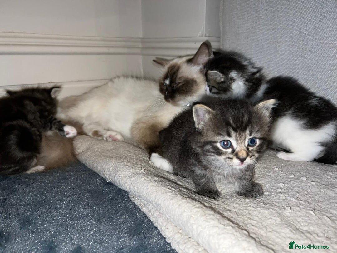 Ragdoll cats for sale: Ragdoll x Domestic Shorthair Cross Breed! - Image 6