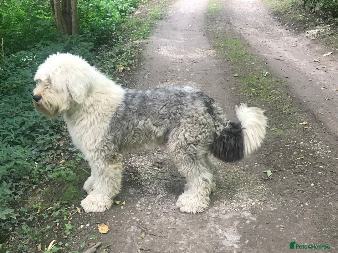 Old English Sheepdog dogs for stud: Old English Sheepdog KC registered for stud in Pontefract - Image 2