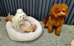 Maltipoo dogs for sale: Tiny Maltipoo Puppies for  sale - Image 12