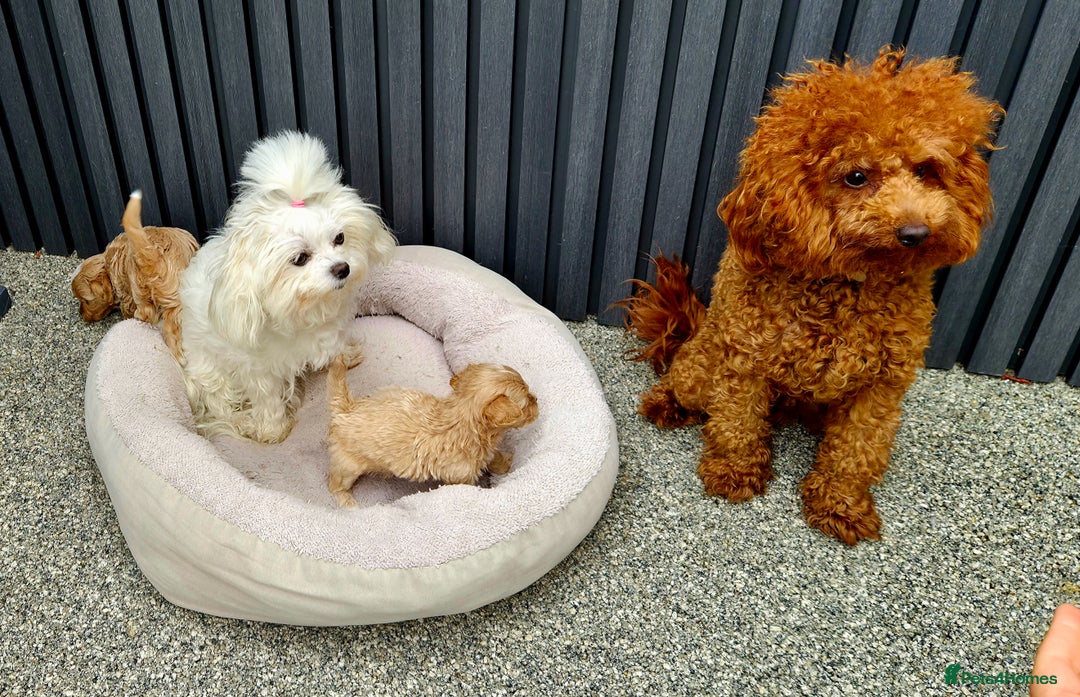 Maltipoo dogs for sale: Tiny Maltipoo Puppies for  sale - Image 12