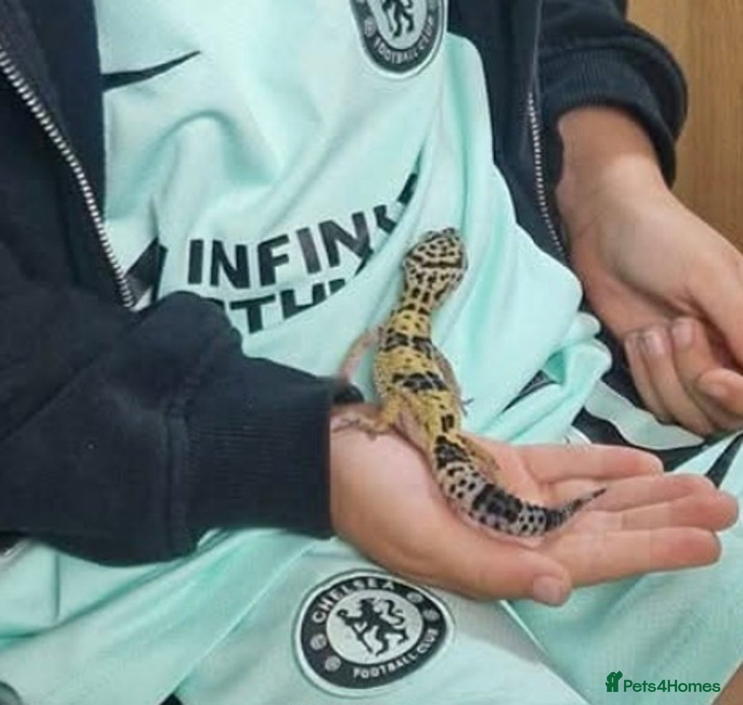 Leopard Gecko reptiles for sale: Leopard gecko Milo  - Image 2