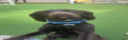 Mixed Breed dogs for sale: Sprocker Spaniel  - Advert 3