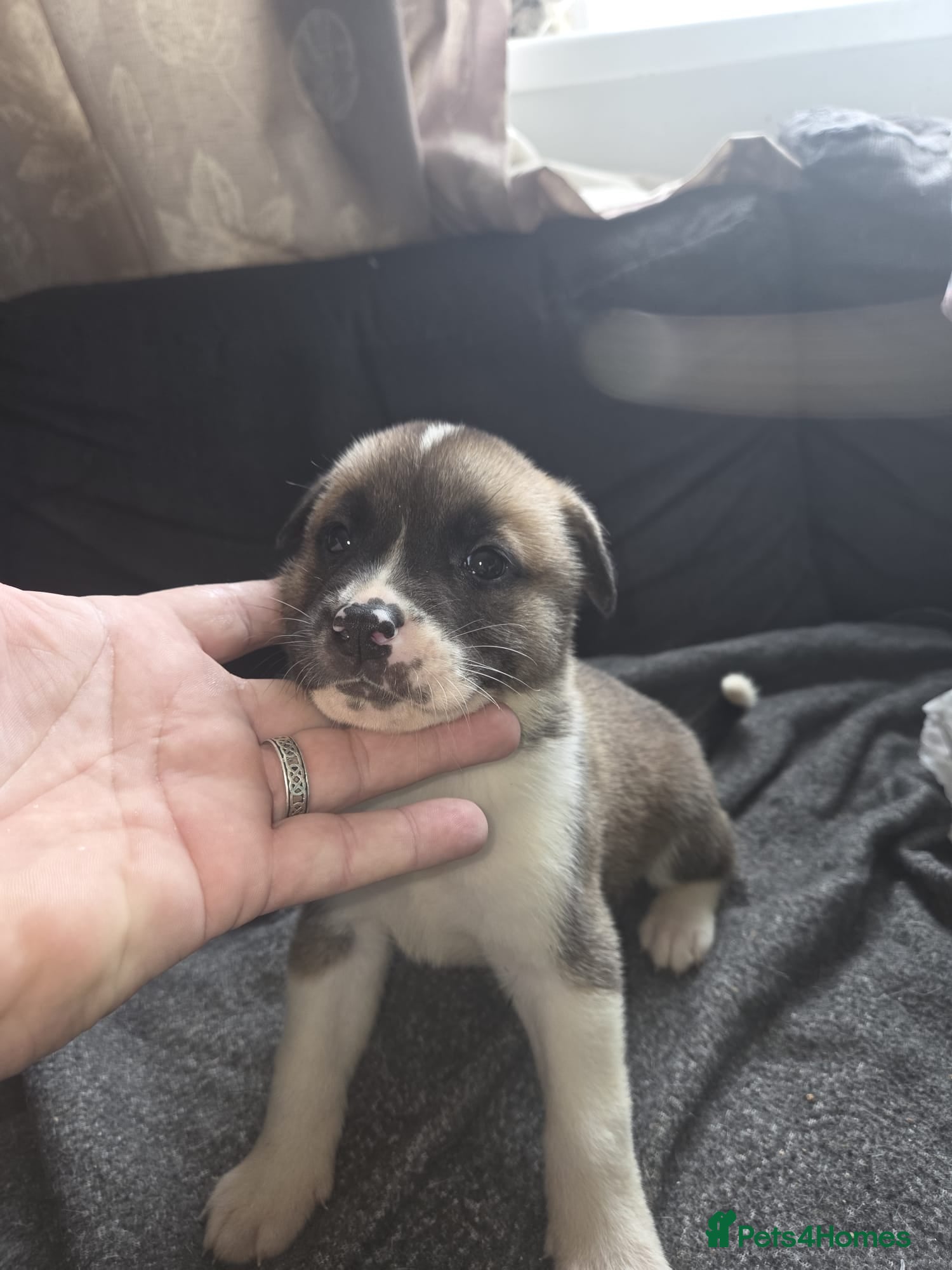 Mixed Breed dogs mixed breed puppies - Advert 2