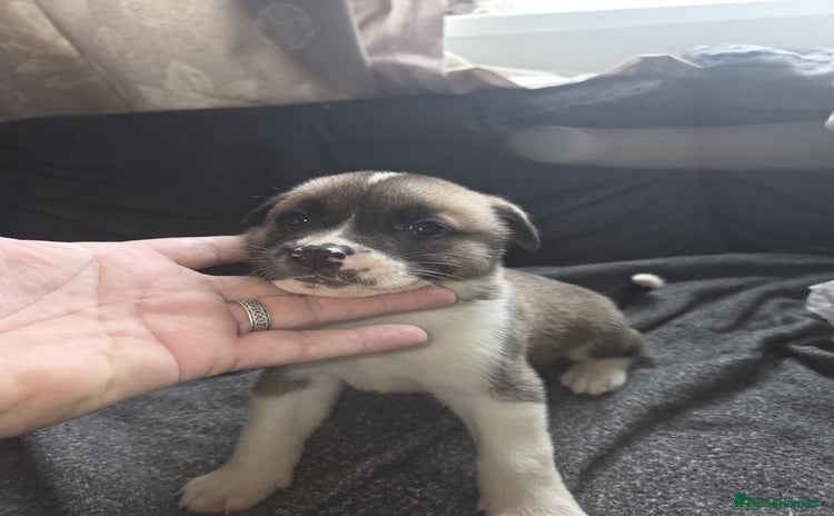 Mixed Breed dogs - Advert 1
