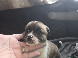 Mixed Breed dogs - Advert 3