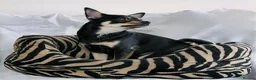 Chihuahua dogs for sale: Pepe and Coco are looking for a new home in London - Advert 6