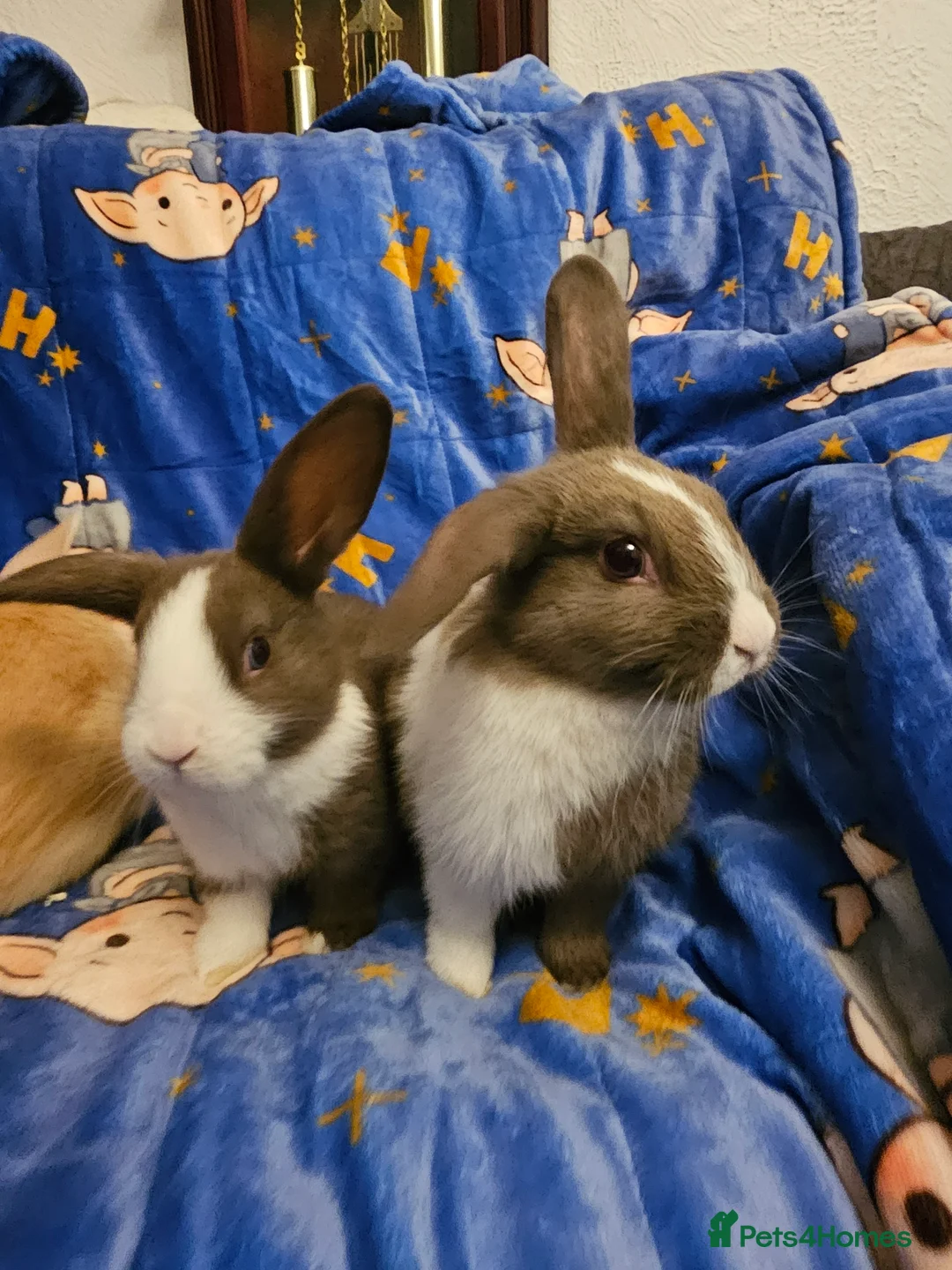 Mixed Breed rabbits for sale: 3 baby bunnies ready for their forever home - Advert 15