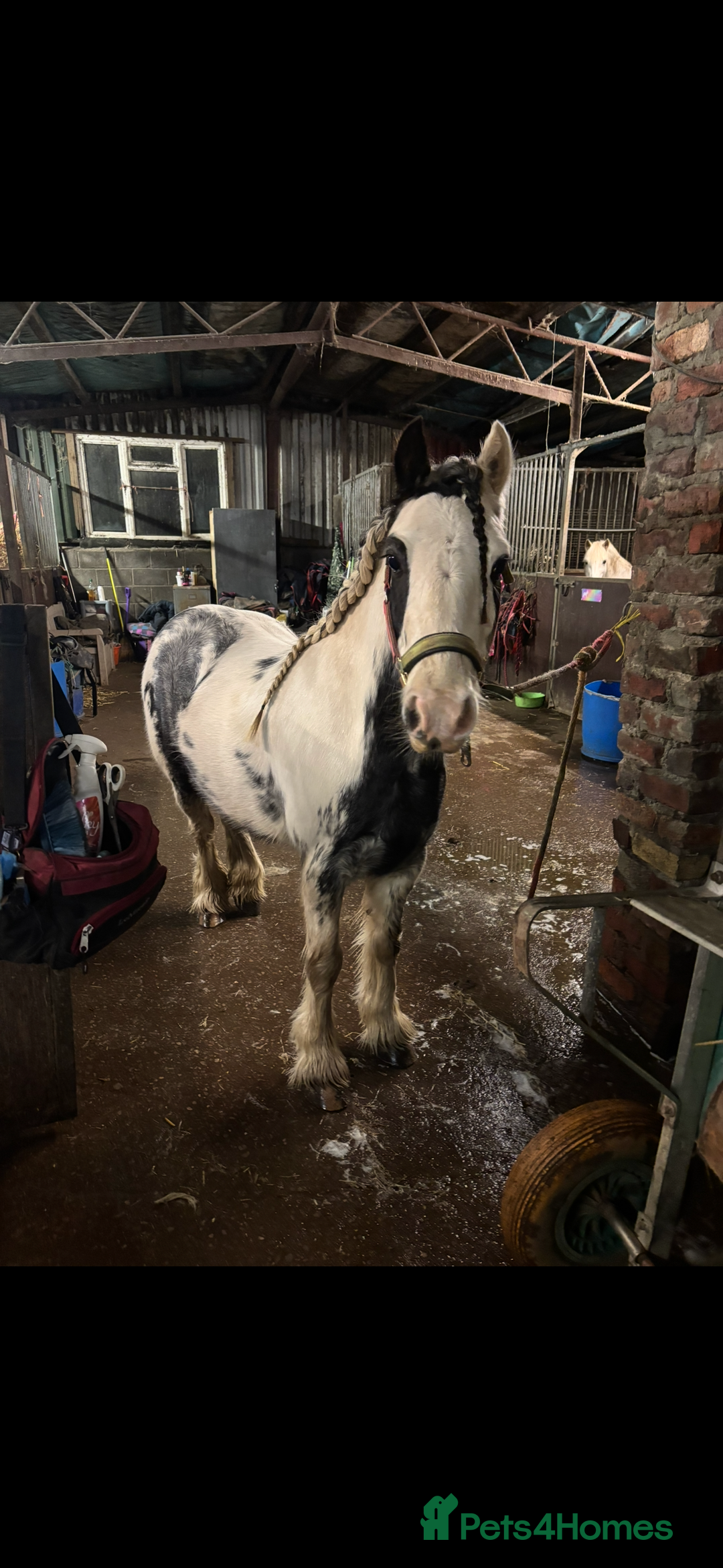 Miniature horses for sale: Children’s Lead Rein Pony - Advert 1